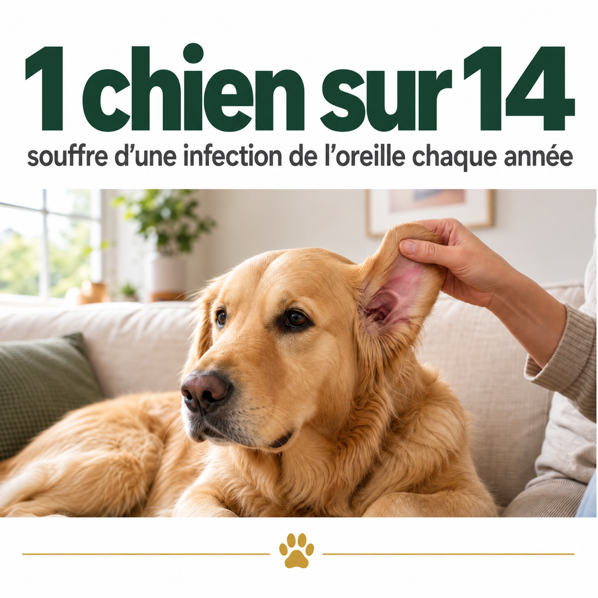 Nettoyant pour les oreilles des chiens et des chats