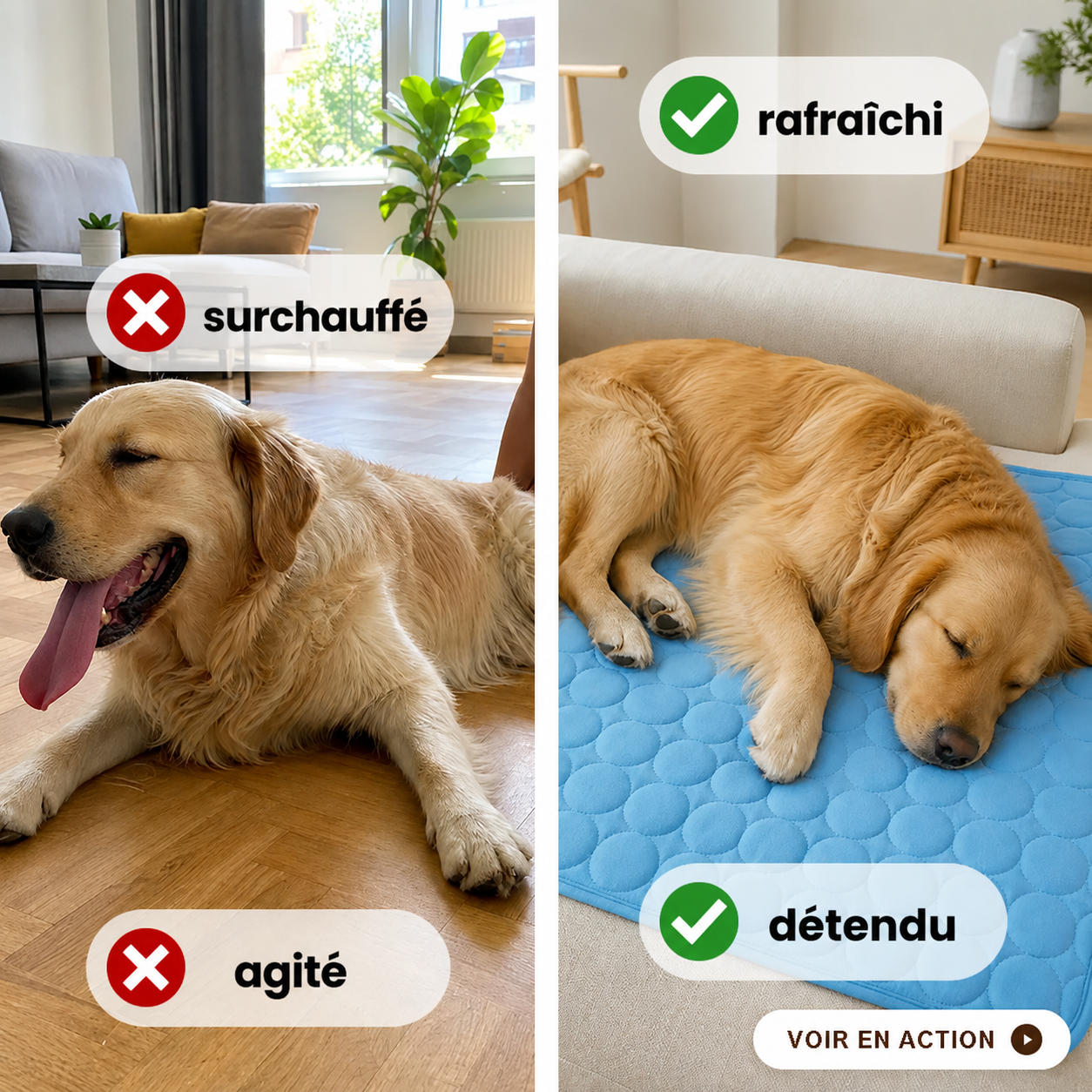 Tapis chien