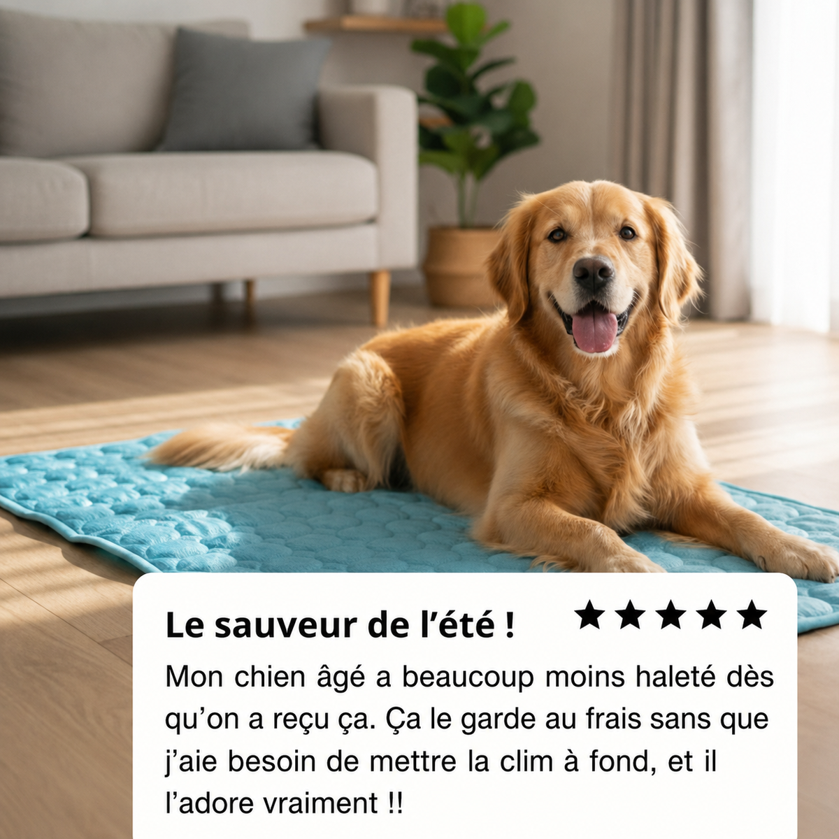 Tapis chien