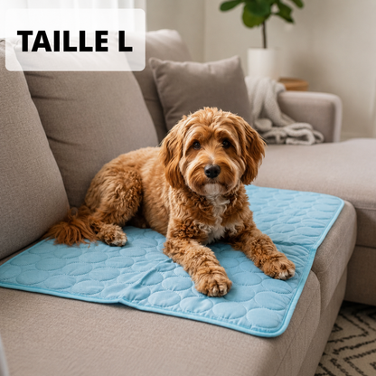 Tapis chien