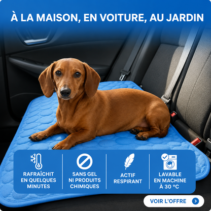 Tapis chien