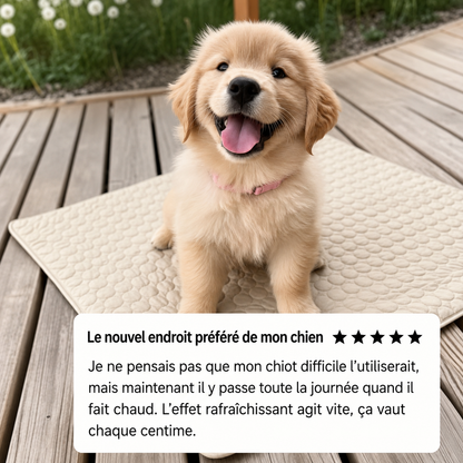 Tapis chien